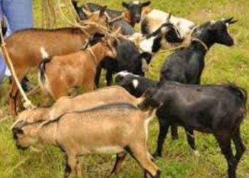 Hatanzwe umucyo ku matungo yaraye yibwe mu Mikenke.