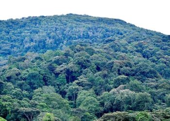 Havuzwe amakuru arambuye ku basirikare benshi bapfiriye mu ishyamba rya Kibira.