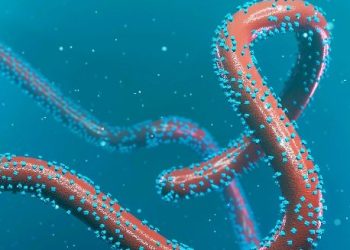 Hamenyekanye abantu bamaze guhitanwa n’icyorezo cya Marburg mu Rwanda.