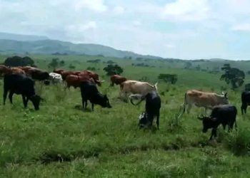 Itombwe: Haravugwa amakuru y’inka zirenga 28 zaraye zibwe.