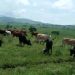 Itombwe: Haravugwa amakuru y’inka zirenga 28 zaraye zibwe.