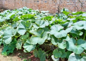 Menya ibyiza by’igenzi umubiri wacyu ukeneye, dusanga mu mboga z’igisusa.