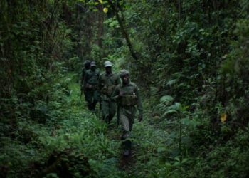 Ibice M23 yabohoje ngo n’inyamanswa zihari ziriruhutsa.