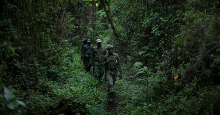 Ibice M23 yabohoje ngo n’inyamanswa zihari ziriruhutsa.