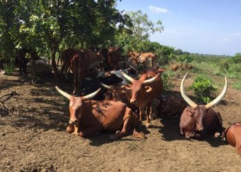 Inyeshamba zikorana byahafi na Leta ya Kinshasa zanyaze Inka z’Abanyamulenge.