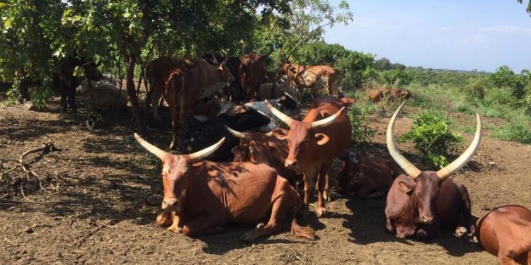 Inyeshamba zikorana byahafi na Leta ya Kinshasa zanyaze Inka z’Abanyamulenge.