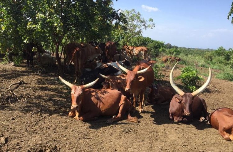 Inyeshamba zikorana byahafi na Leta ya Kinshasa zanyaze Inka z’Abanyamulenge.