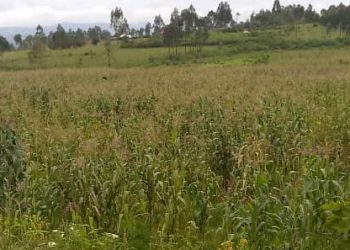 FARDC irashinjwa kw’iba  imyaka y’abaturage.