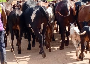 Inka z’Abanyamulenge zanyagiwe aho zari ziragiriwe mu Biraro.