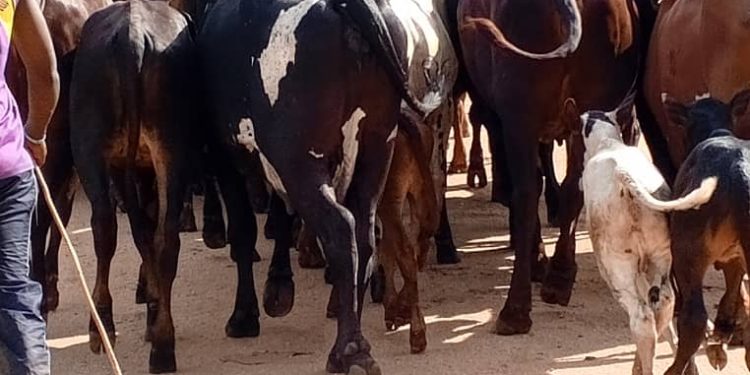 Inka z’Abanyamulenge zanyagiwe aho zari ziragiriwe mu Biraro.