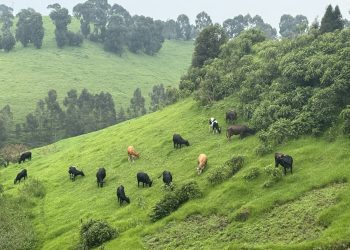Congolese Forces Suffer Heavy Losses in Failed Attack on M23 and Twirwaneho in Rugezi