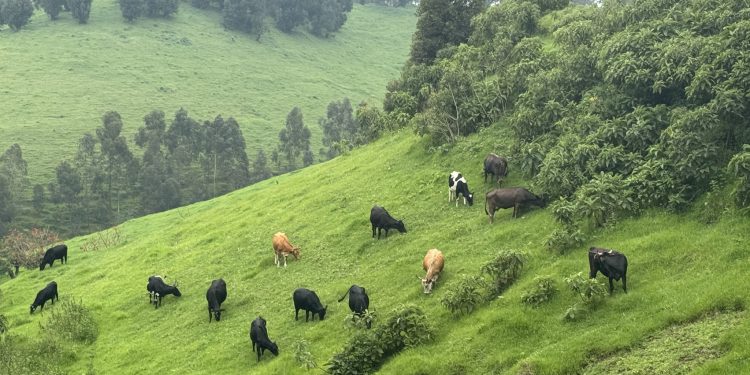 Congolese Forces Suffer Heavy Losses in Failed Attack on M23 and Twirwaneho in Rugezi