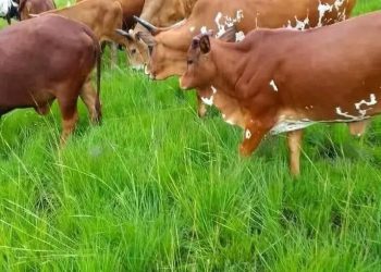 Inka zisaga ijana z’Abanyamulenge n’izo Ingabo za Congo zanyaze.