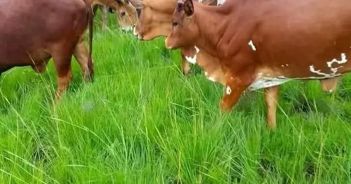 Inka zisaga ijana z’Abanyamulenge n’izo Ingabo za Congo zanyaze.