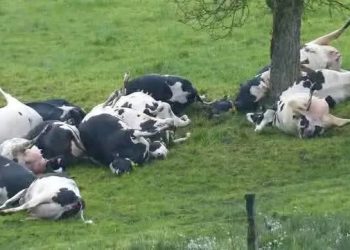 Mwenga: Inka zirenga 70 basanze zapfuye.