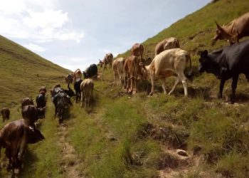 Ingabo z’u Burundi zagize uruhare mu kugarura zimwe mu nka zarizanyazwe.