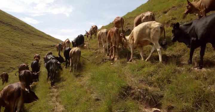 Ingabo z’u Burundi zagize uruhare mu kugarura zimwe mu nka zarizanyazwe.