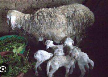 M’u Rwanda intama yabyaye itungura benshi.