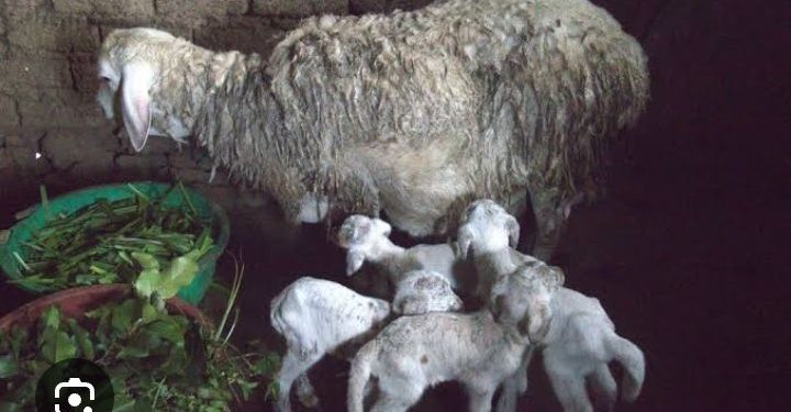 M’u Rwanda intama yabyaye itungura benshi.