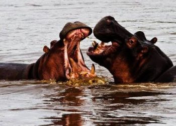 Hahishuwe uburyo Abanyakagara batangiye gukora mu buryo bwa “mayobera” ya satani.