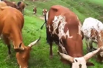 Uwari uragiye Inka zundi akanabihemberwa, yazise ize ari nokuzigurishya ku giciro yishakiye.