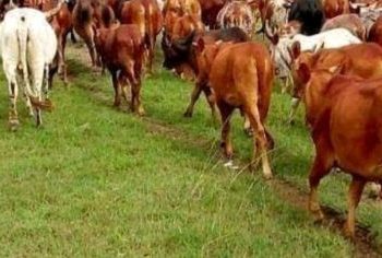 Icyihishe inyuma y’inka za buriwe irengero mu Bibogobogo.