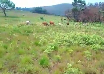 Kubera MRDP-Twirwaneho byatumye aborozi b’inka bahimbaza Imana