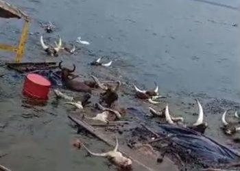 Tanganyika ikomeje kubera ibamba abacuruzi b’inka barimo n’aba Banyamulenge