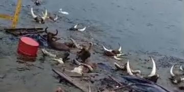 Tanganyika ikomeje kubera ibamba abacuruzi b’inka barimo n’aba Banyamulenge