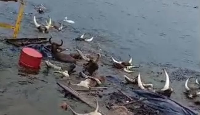Tanganyika ikomeje kubera ibamba abacuruzi b’inka barimo n’aba Banyamulenge