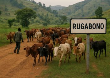 Ingabo z’u Burundi, FARDC na Wazalendo ziregwa kunyaga Inka z’Abanyamulenge mu misozi y’i Mulenge