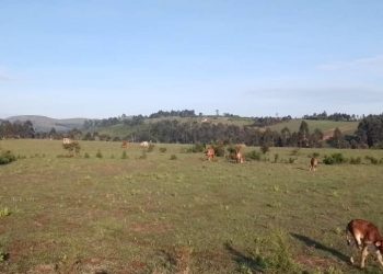 Inka z’Abanyamulenge zari ziherereye mu Kamombo Zahungishijwe Ubwo Imirwano yiyongera