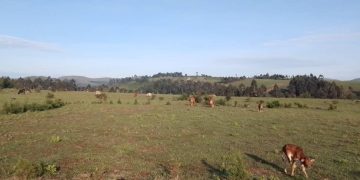 Inka z’Abanyamulenge zari ziherereye mu Kamombo Zahungishijwe Ubwo Imirwano yiyongera