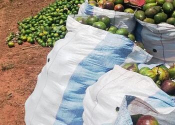 Avoka nk’Umuti Mushya wo Gukemura Ikibazo cy’Ibikomoka kuri Peteroli no Kubaka Ubukungu Burambye bw’u Burundi