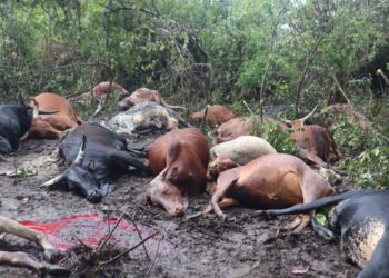 Drone za FARDC n’u Burundi Zahitanye Amatungo y’Abanyamulenge mu Gitero gikomeye