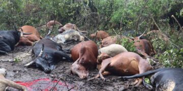 Drone za FARDC n’u Burundi Zahitanye Amatungo y’Abanyamulenge mu Gitero gikomeye