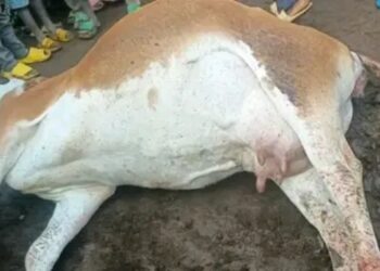 MASISI NA KALEHE: Ibitero bya drones byahitanye inka nyinshi, bikomeje gukaza umwuka mubi hagati ya AFC/M23 n’ingabo za Leta