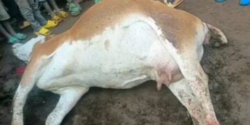 MASISI NA KALEHE: Ibitero bya drones byahitanye inka nyinshi, bikomeje gukaza umwuka mubi hagati ya AFC/M23 n’ingabo za Leta