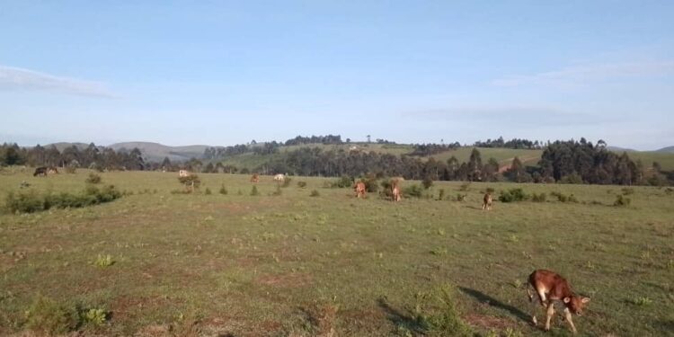 Mulenge Once Again Enters a Difficult Period: Shelling Targets Civilian Settlements and Livestock