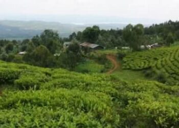Lemera Tea Factory: Ibivugwa ku Isenywa ry’Uruganda n’Ingaruka Zabyo Byongeye Gukaza Impaka ku Buyobozi n’Iterambere muri RDC