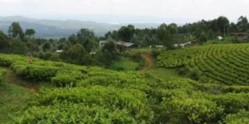 Lemera Tea Factory: Ibivugwa ku Isenywa ry’Uruganda n’Ingaruka Zabyo Byongeye Gukaza Impaka ku Buyobozi n’Iterambere muri RDC