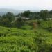 Lemera Tea Factory: Ibivugwa ku Isenywa ry’Uruganda n’Ingaruka Zabyo Byongeye Gukaza Impaka ku Buyobozi n’Iterambere muri RDC