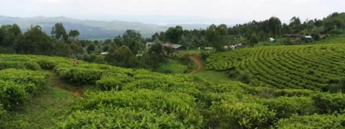 Lemera Tea Factory: Ibivugwa ku Isenywa ry’Uruganda n’Ingaruka Zabyo Byongeye Gukaza Impaka ku Buyobozi n’Iterambere muri RDC