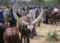 Aba-Mbororo bo Muri RDC: Ni Ba Nde, Bakomoka He, Ese Bafitanye Isano n’Abatutsi bo mu Burasirazuba bwa Congo?