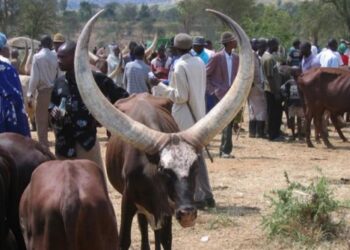 Aba-Mbororo bo Muri RDC: Ni Ba Nde, Bakomoka He, Ese Bafitanye Isano n’Abatutsi bo mu Burasirazuba bwa Congo?
