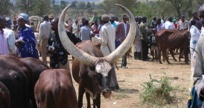 Aba-Mbororo bo Muri RDC: Ni Ba Nde, Bakomoka He, Ese Bafitanye Isano n’Abatutsi bo mu Burasirazuba bwa Congo?