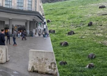 Ntibisanzwe i Bruxelles: Imbeba Zayogoje Umujyi, Ubuyobozi Bugiye Kuzihigisha Izindi Nyamaswa!